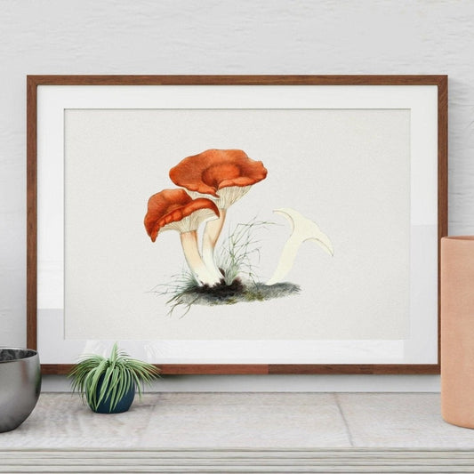 Rufous Milkcap Mushroom (Vintage Illustration from 'Biodiversity Heritage Library')