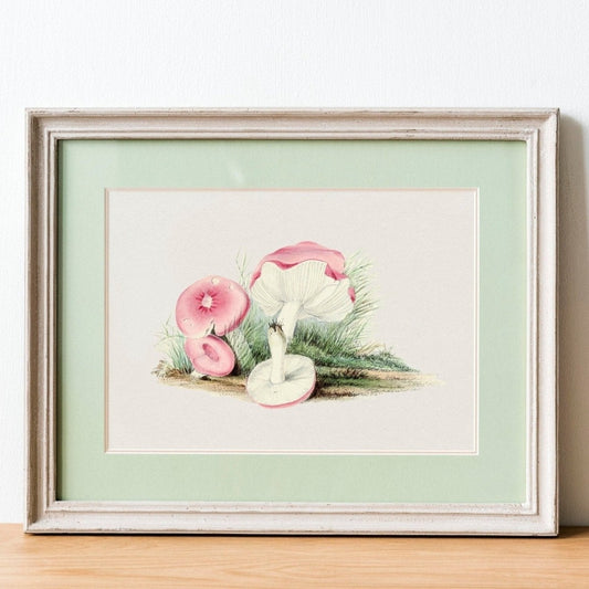 Russula Emetica Mushroom (Vintage illustration from 'Biodiversity Heritage Library')