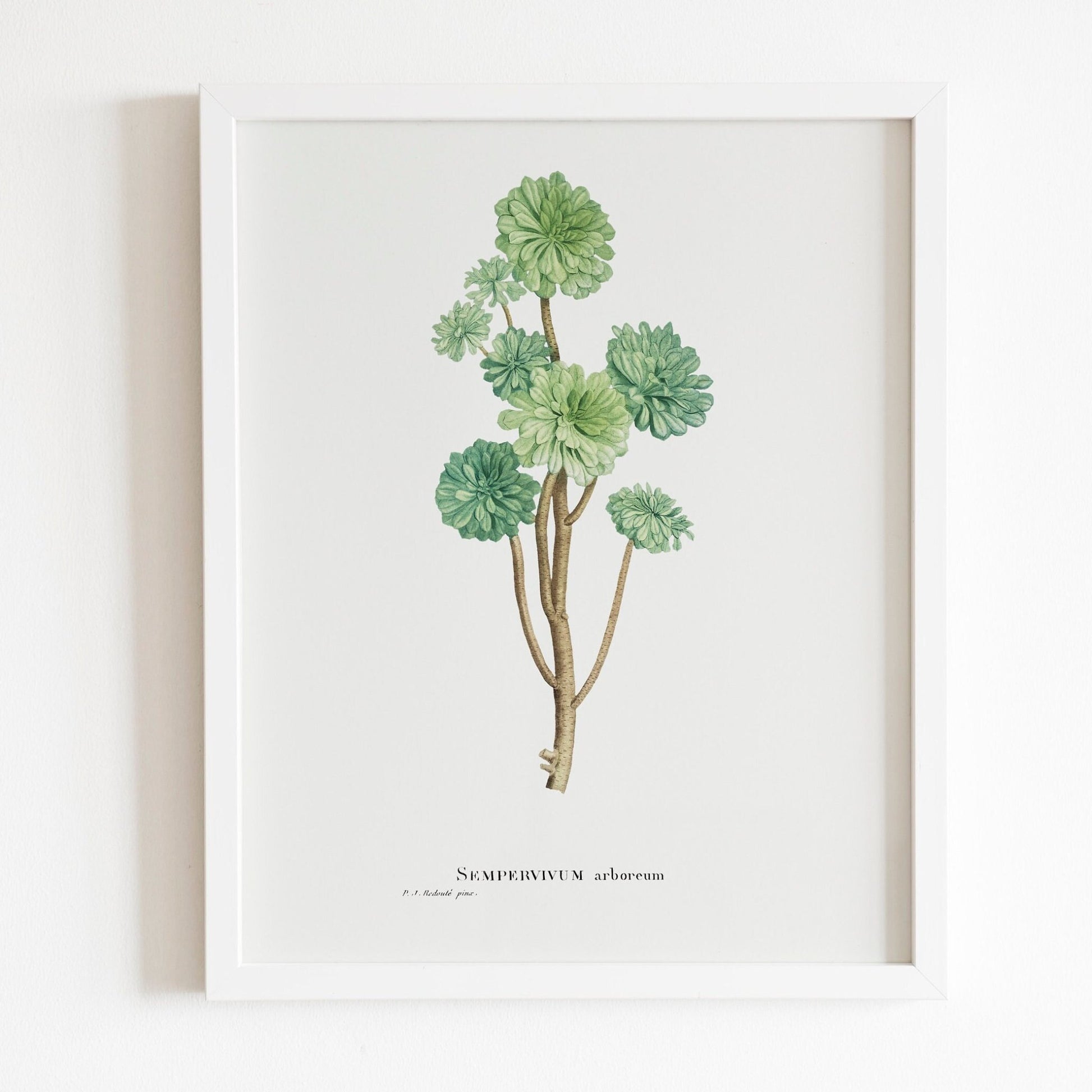 Sempervivum Arboreum by Pierre-Joseph Redouté (Raphael of Flowers) - Pathos Studio - Art Prints