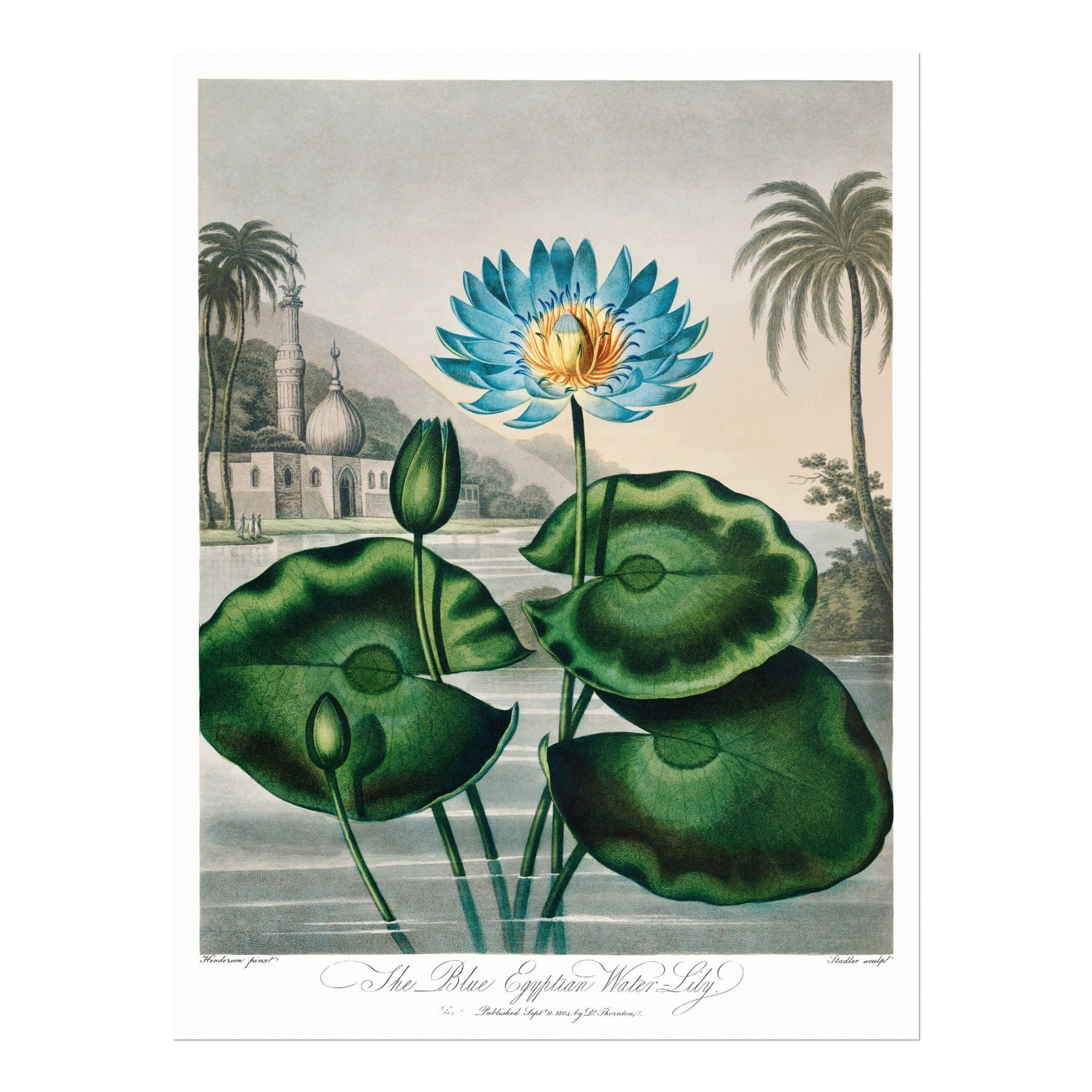TEMPLE OF FLORA - Blue Egyptian Water Lily - Pathos Studio - Art Prints