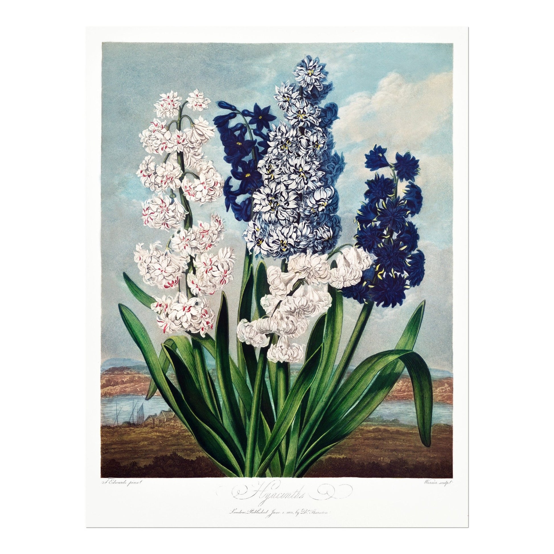 TEMPLE OF FLORA - Hyacinths - Pathos Studio - Art Prints