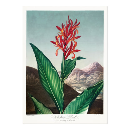 TEMPLE OF FLORA - Indian Reed - Pathos Studio - Art Prints