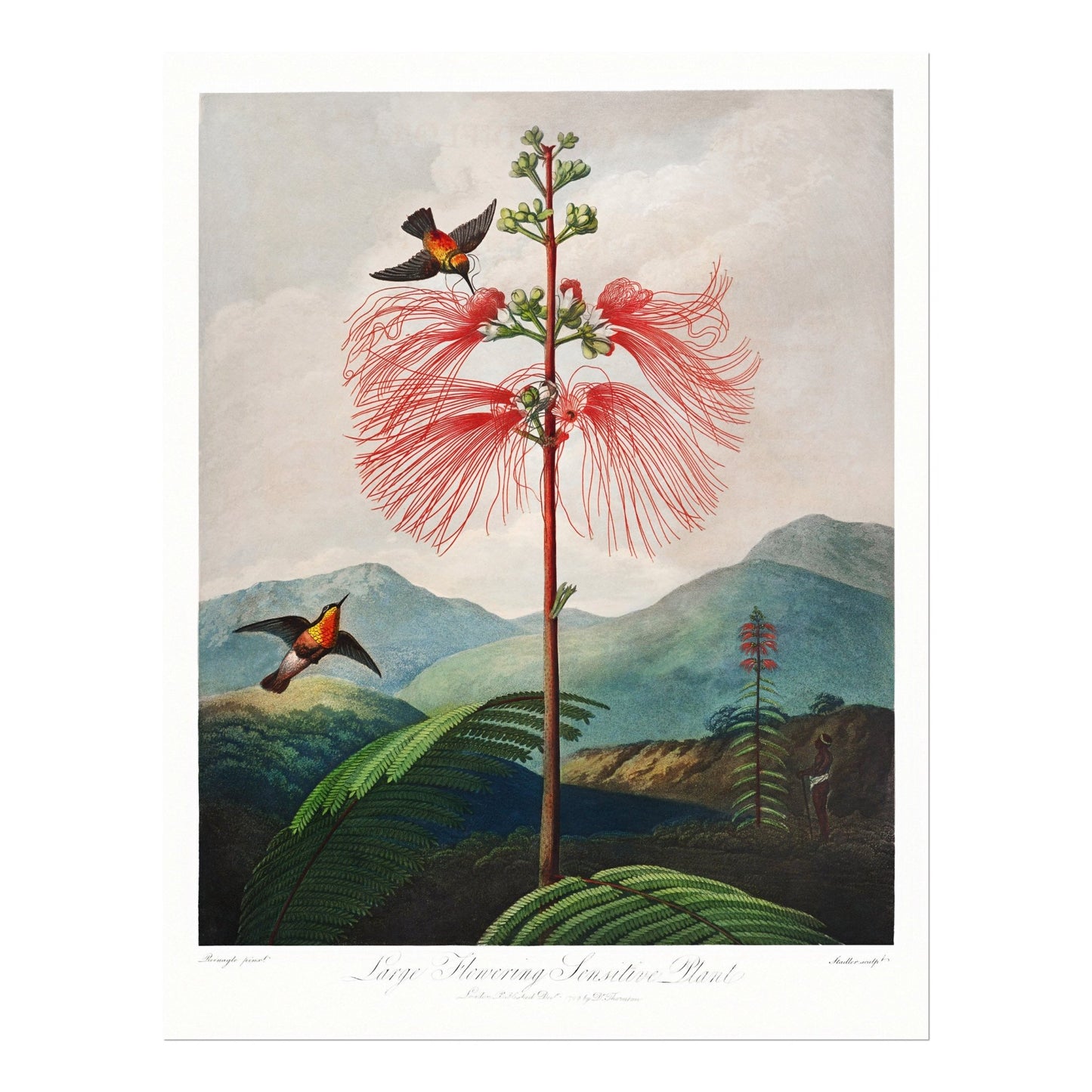 TEMPLE OF FLORA - Large–Flowering Sensitive Plant - Pathos Studio - Art Prints