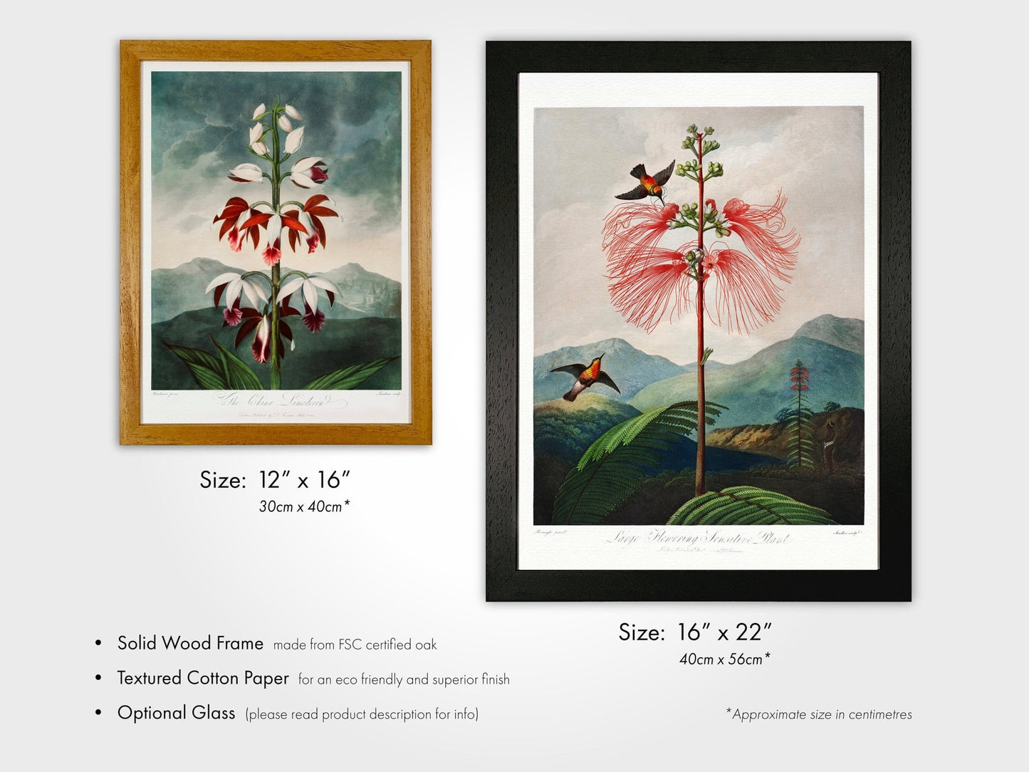 TEMPLE OF FLORA - Pontic Rhododendron - Pathos Studio - Art Prints