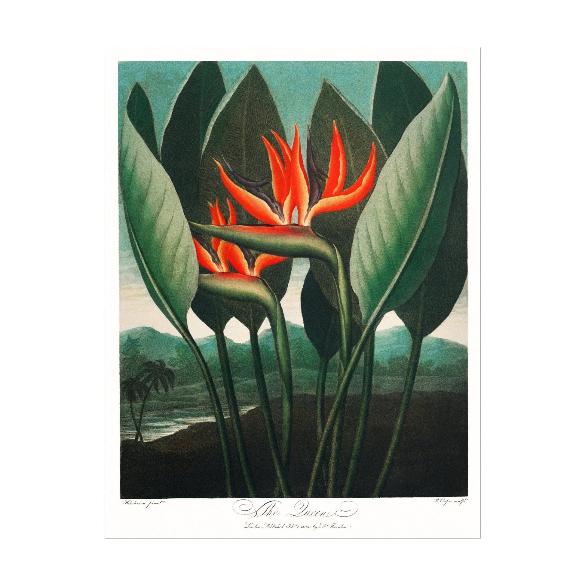 TEMPLE OF FLORA - Queen Plant - Pathos Studio - Art Prints