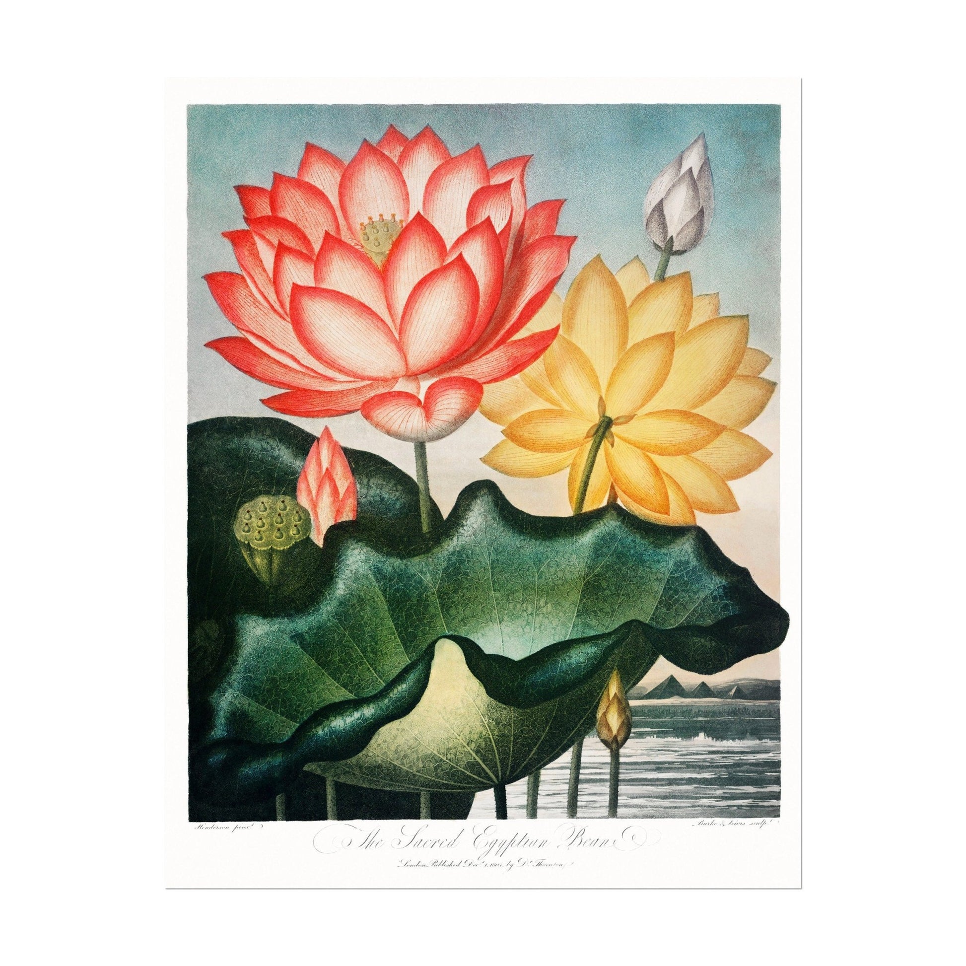 TEMPLE OF FLORA - Set of 3 Flower Prints - Pathos Studio - Art Print Sets