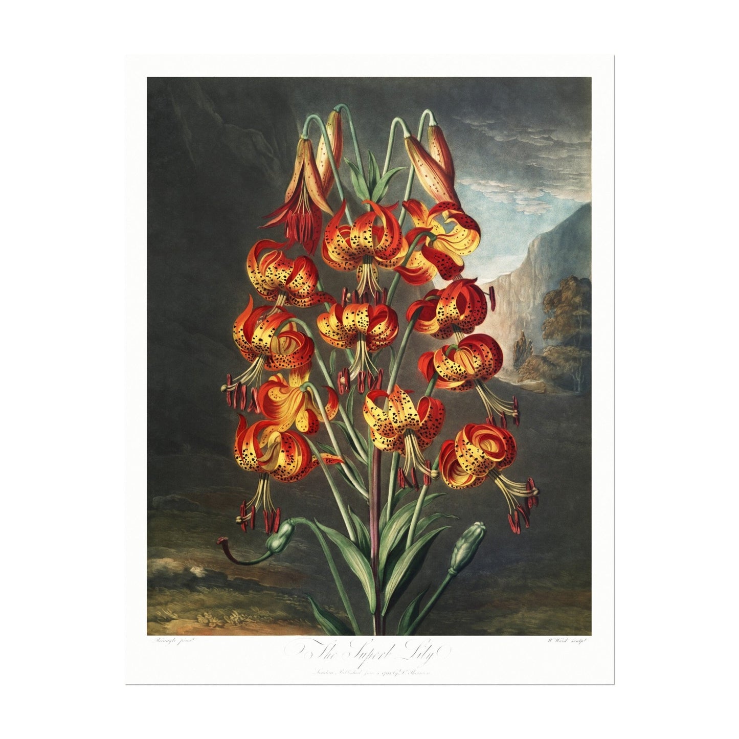 TEMPLE OF FLORA - Superb Lily - Pathos Studio - Art Prints