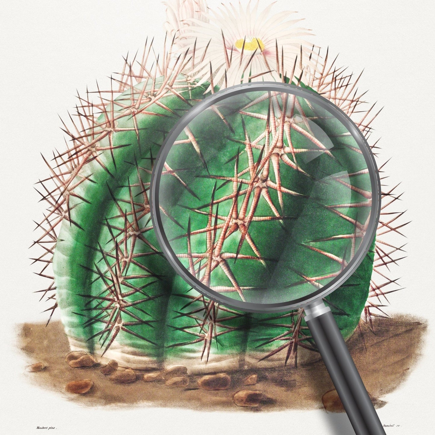 Turk's Head Cactus (Botanical Lithograph)