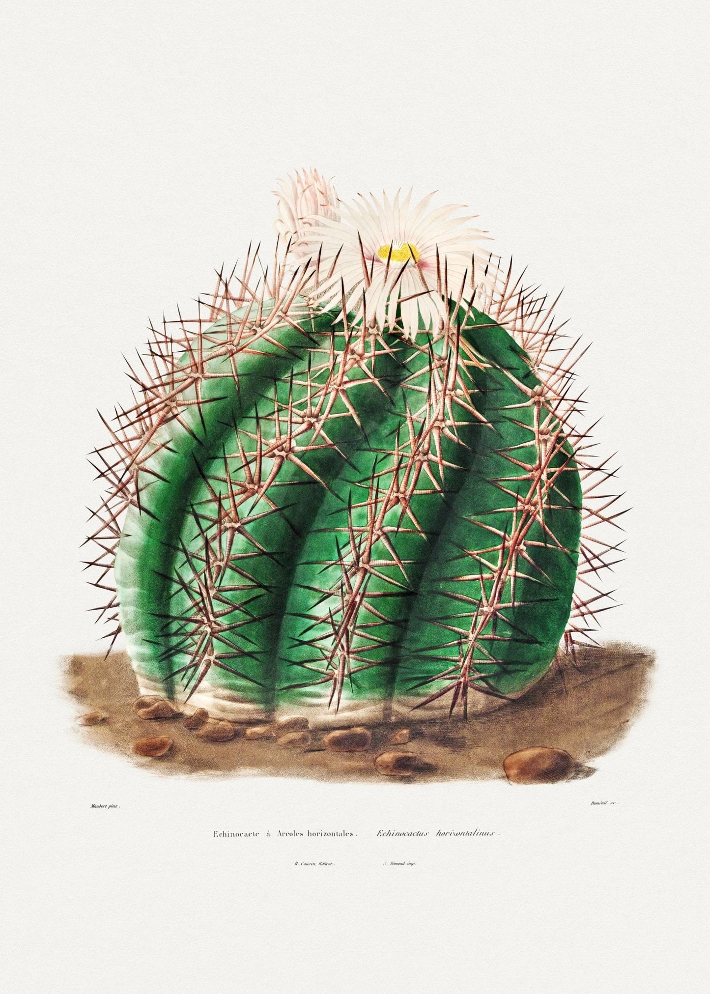 Turk's Head Cactus (Botanical Lithograph)