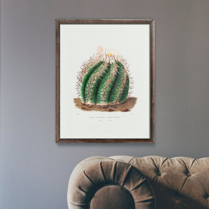 Cactus Tête de Turc (Lithographie Botanique)