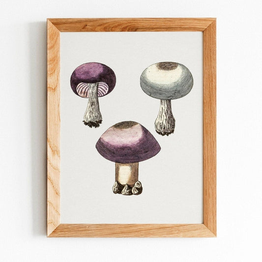 Violet Webcap Mushroom (Vintage Illustration from 'Medical Botany')
